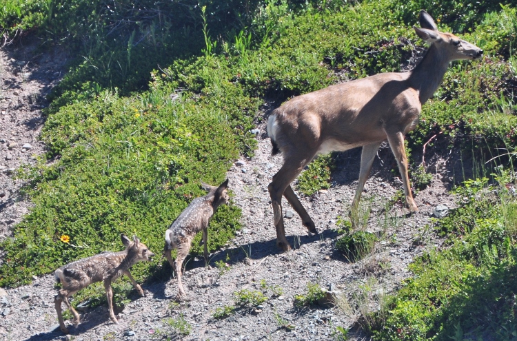 mama deer and two babes